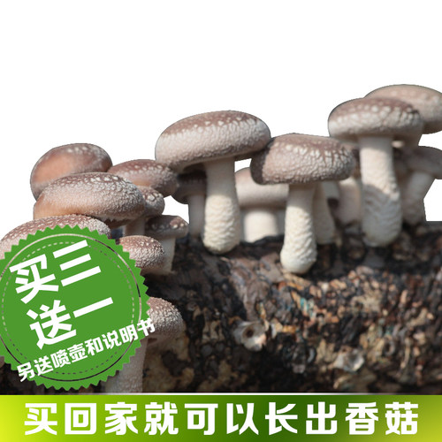 香菇多肉植物阳台食用菌菌种