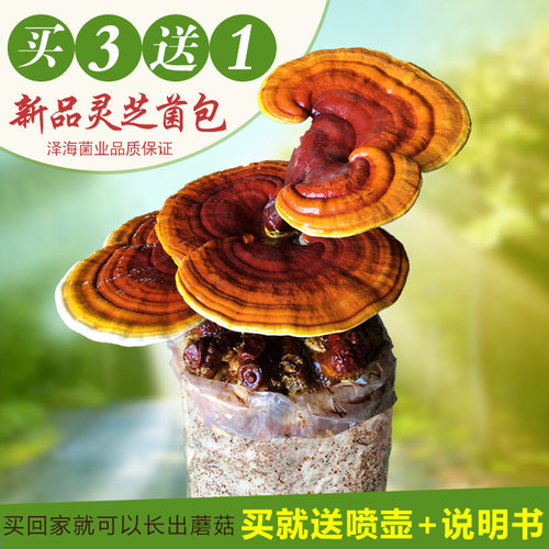 食用家庭阳台种植菌包