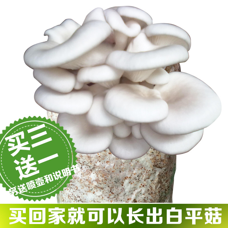 食用种植家庭包邮菌棒平菇