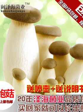 女王菌包多肉植物阳台养殖蘑菇
