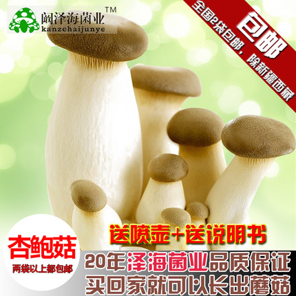 蘑菇女王杏鲍菇种蘑菇菌包食用菌棒菇种蘑菇种子多肉植物阳台养殖