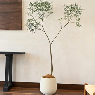 昆士兰瓶干树佛肚树落地室内客厅阳台大型绿植好养耐旱小众细叶
