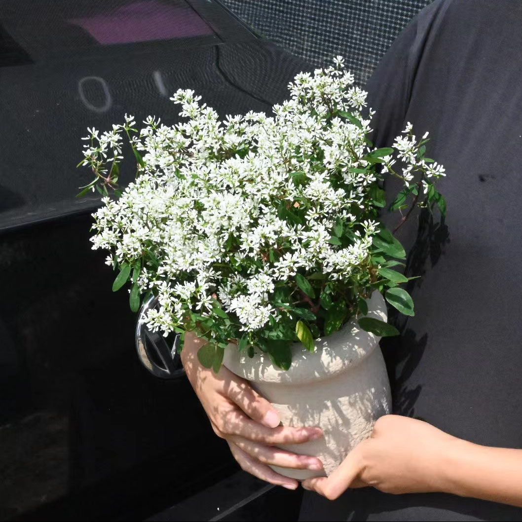 飘白雪禾叶大戟盆栽带花苞阳台桌面庭院四季好养圣诞白雪易爆花