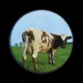 045 Moody Cow mm