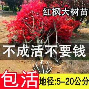 高档别墅风景树中国红枫树苗三季红日式庭院园林红舞姬鸡爪槭耐寒