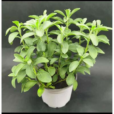Parsley pot French parsley Parsley Parsley Parsley Fresh par