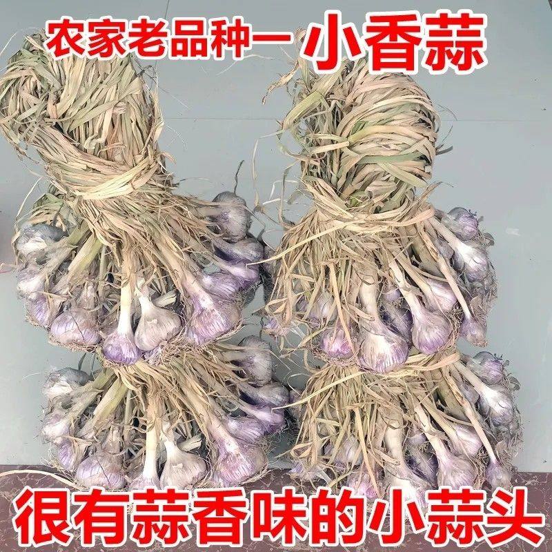 2026年新小香蒜种子可种可食小香蒜头老品称 可做种子