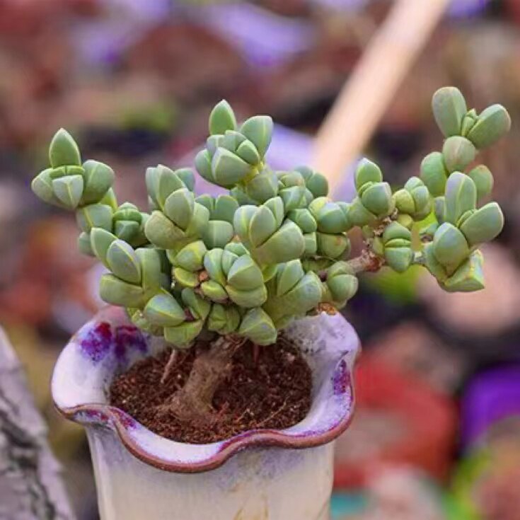 多肉稻鹿角海棠7-12厘米(2棵)老桩多肉植物包邮