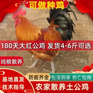 正宗农家散养土公鸡活体黑腿大红公鸡金黑芦花草鹊山活鸡包活到家