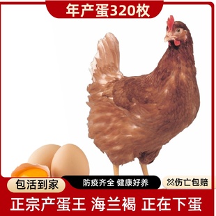 3.5斤高产蛋王海兰褐蛋鸡正宗红毛土鸡成年母鸡下蛋活鸡包活到家