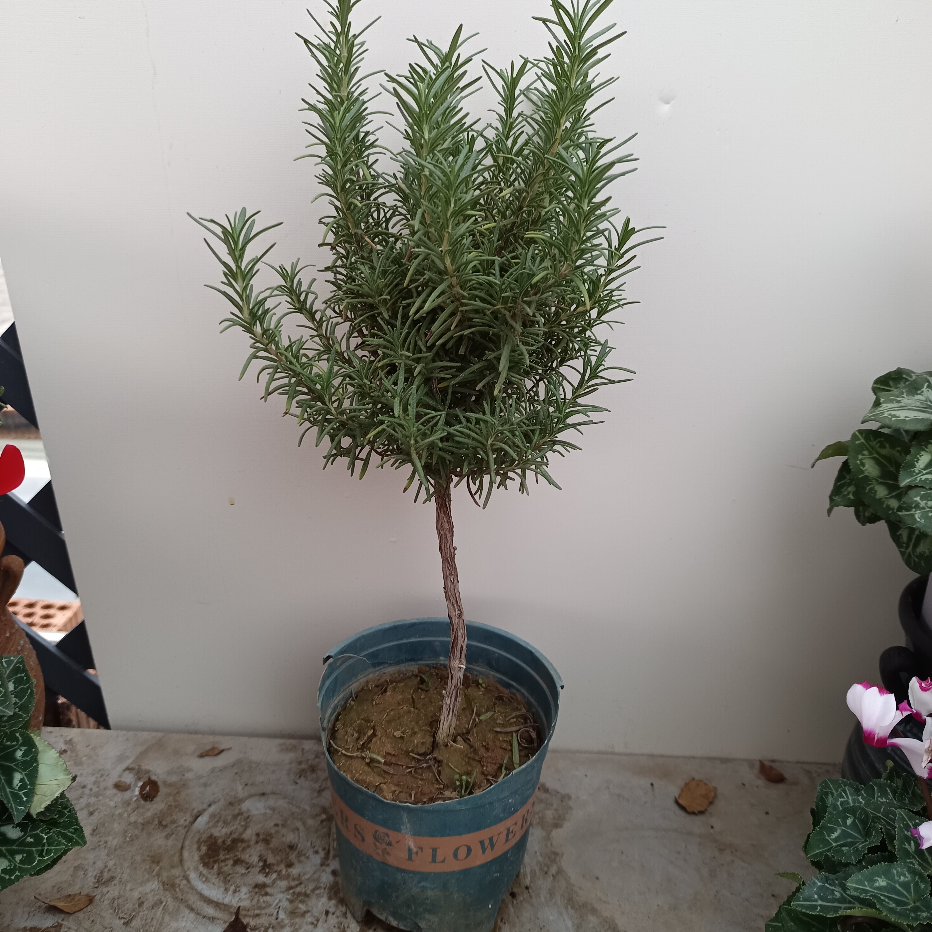 老桩棒棒糖迷迭香 香草可食用多年生阳台庭院地栽盆栽植物图片