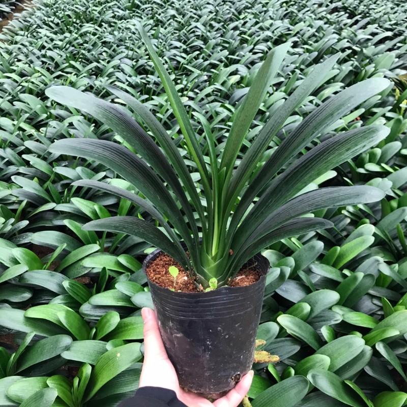 俊炜叔叔的花圃六年君子兰开花