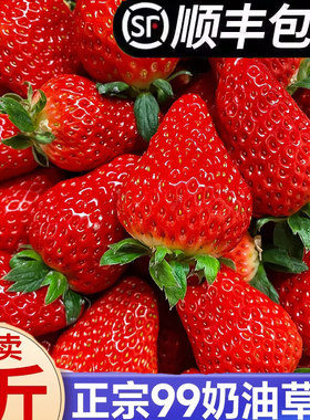草莓新鲜水果礼盒5斤孕妇红颜奶油九九大99牛奶草莓整箱3顺丰包邮