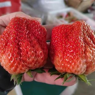 红颜草莓丑果个头暴甜天然果形无公害牛奶草莓大果扇形新鲜当季