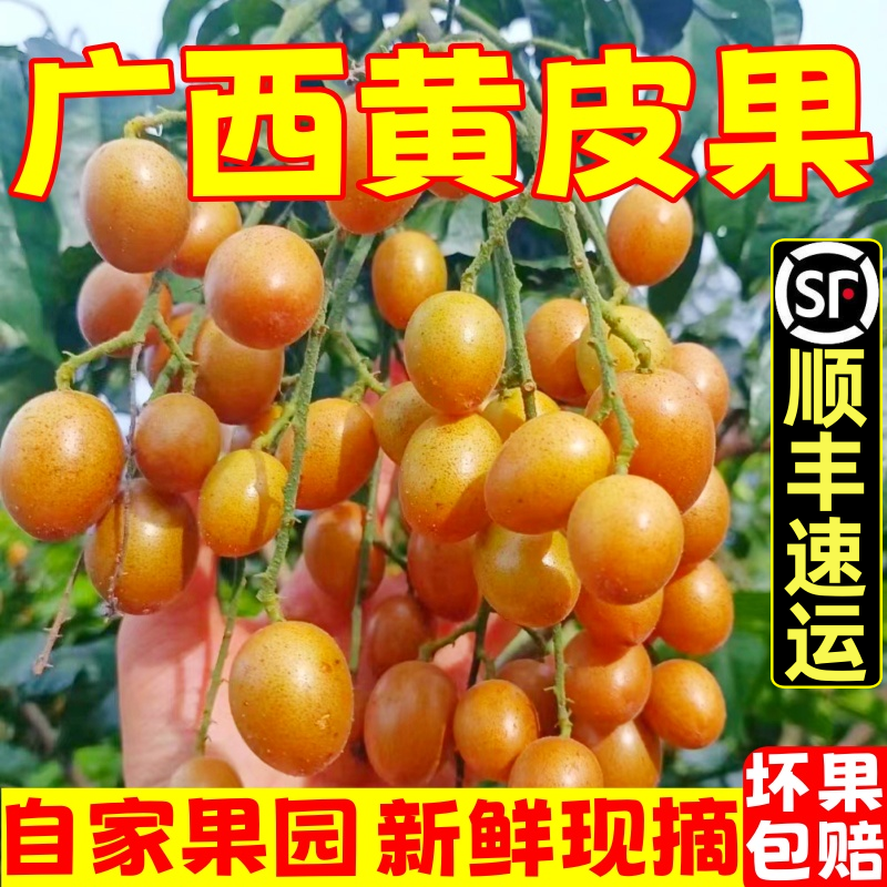 正宗广西香蜜黑金刚黄皮果新鲜现摘当季鸡心贵妃黄皮果时令水果