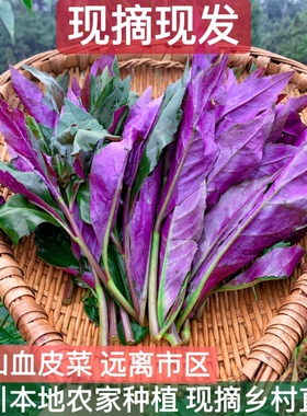 高山血皮菜新鲜紫背菜天葵现摘四川农家自种观音菜嫩时令蔬菜火锅