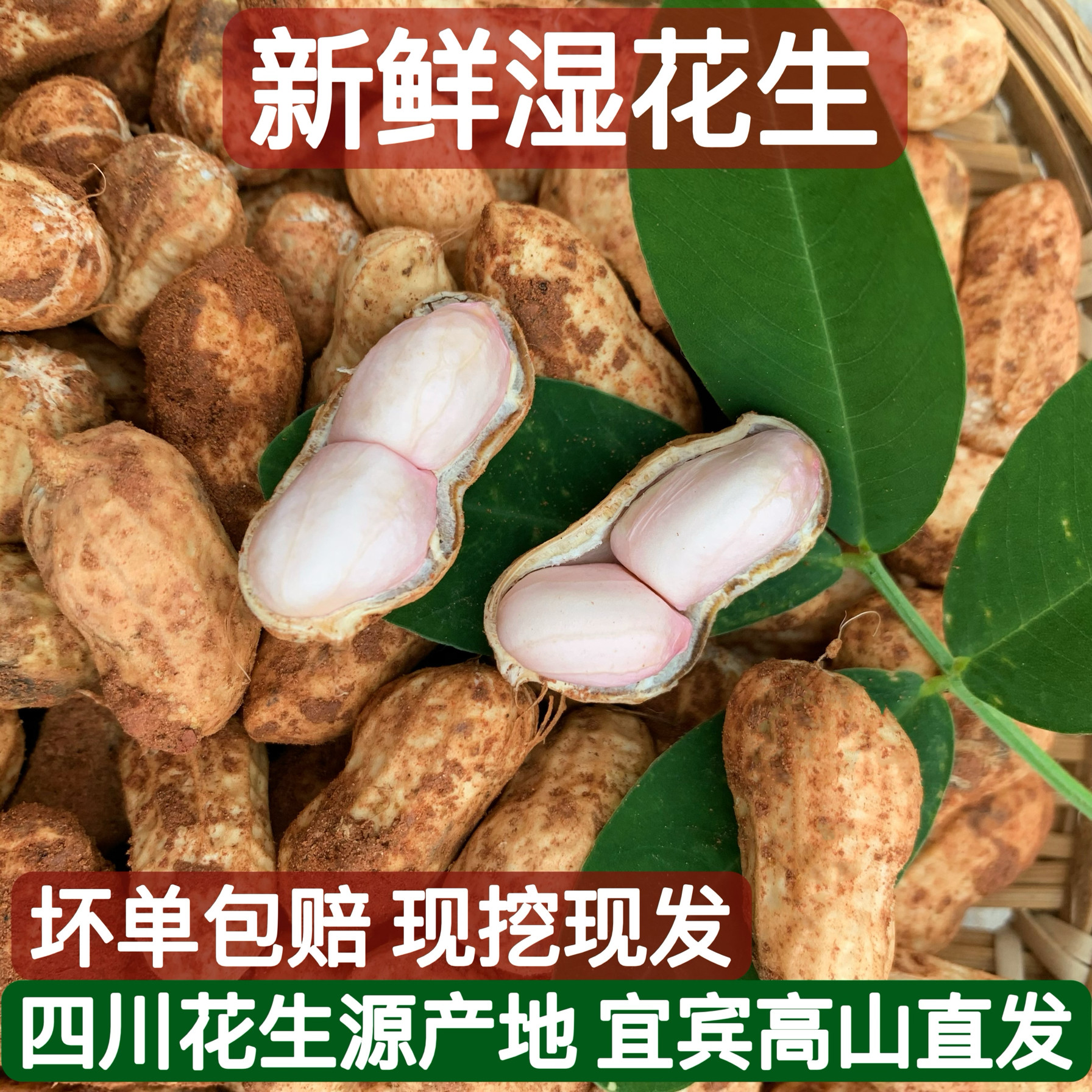 四川农家自种新鲜花生带壳湿花生现挖泥巴粉白米水煮生花生小花生
