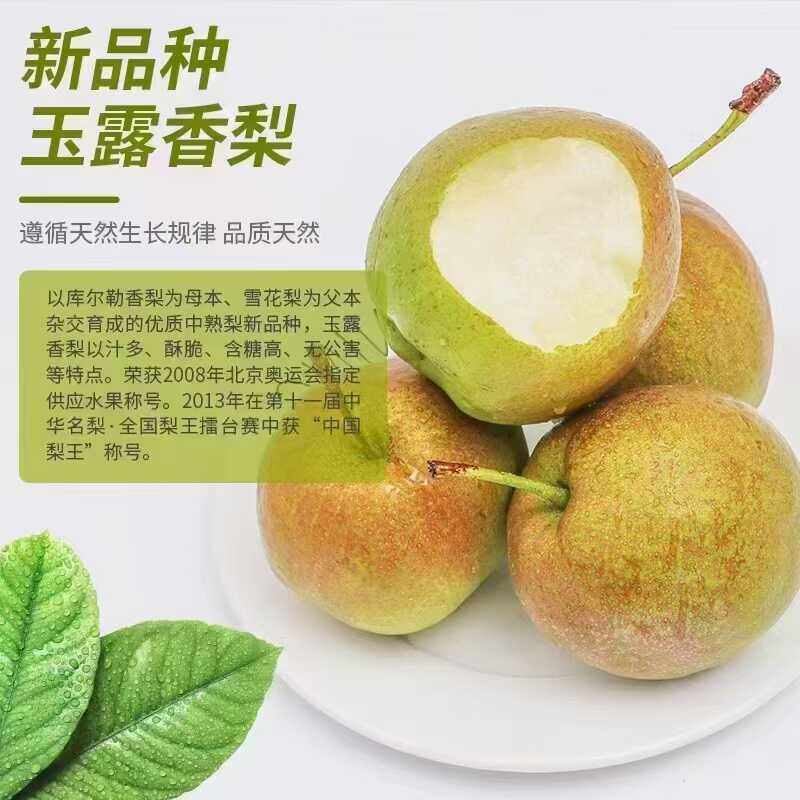 运城玉露香梨玉露香梨皮薄渣细的新品种脆甜多汁、10斤包邮