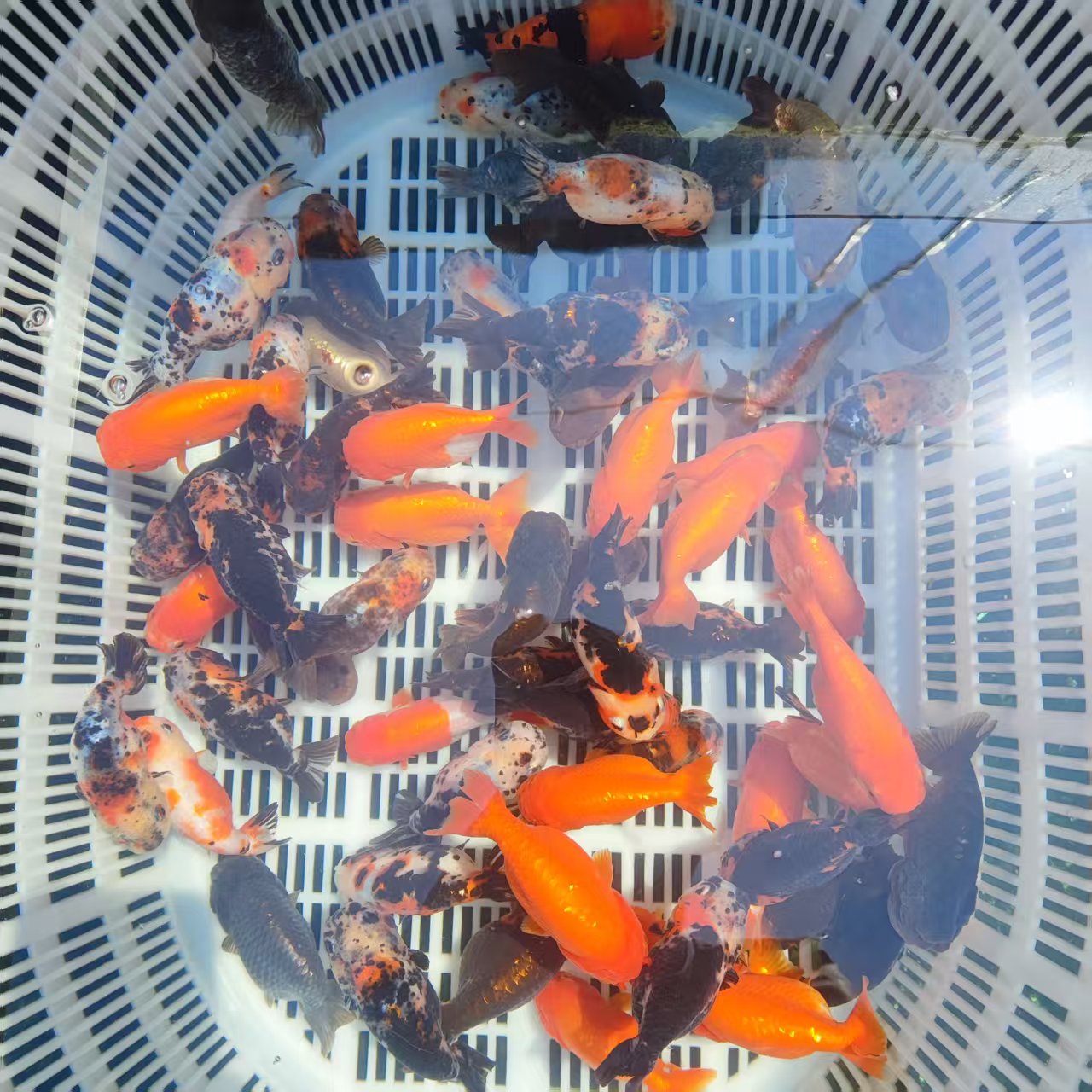 兰寿金鱼观赏鱼苗淡水广温冷水鱼