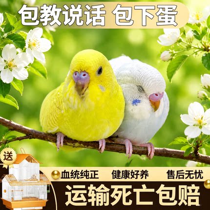 【包教说话】鹦鹉活鸟虎皮鹦鹉鸟类小鸟手养宠物小型鹦鹉一公一母