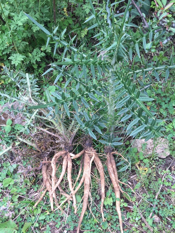 云南新鲜美味大蓟根马刺根刺萝卜恶鸡婆炖鸡排骨药食同源清热