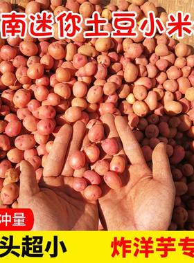 云南迷你小土豆炸洋芋专用特小土豆