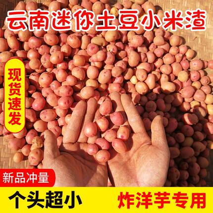 云南迷你小土豆炸洋芋专用特小土豆