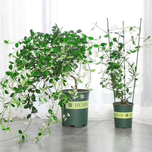 风车茉莉爬藤植物庭院阳台银丝茉莉浓香型花卉四季开花室外盆栽