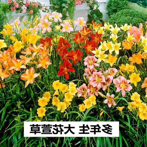 耐寒大花萱草四季开花忘忧草金娃娃花苗地被花卉植物庭院盆栽地栽