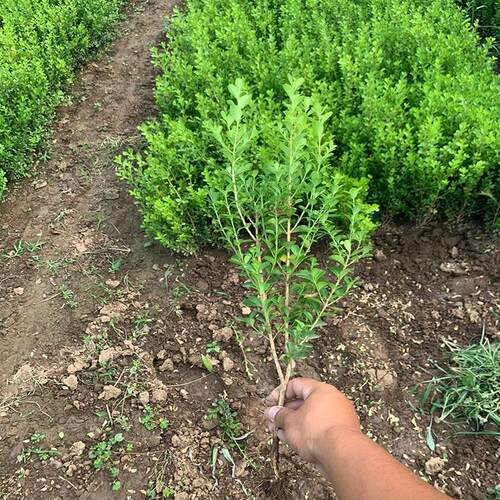 小叶瓜子黄杨树苗独杆黄杨造型树道路庭院绿化苗木耐寒植物篱笆苗