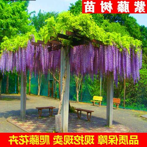 耐寒多花紫藤树苗爬藤植物庭院攀爬花苗阳台盆栽老桩攀援四季开花