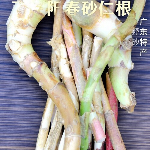 鲜春砂仁根段500g正宗阳春特产野生砂仁根食疗养胃砂仁头煲汤原料