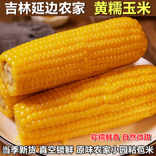 【牛二条】东北黄玉米棒软糯甜粘香糯玉米真空包装10支装新鲜发货