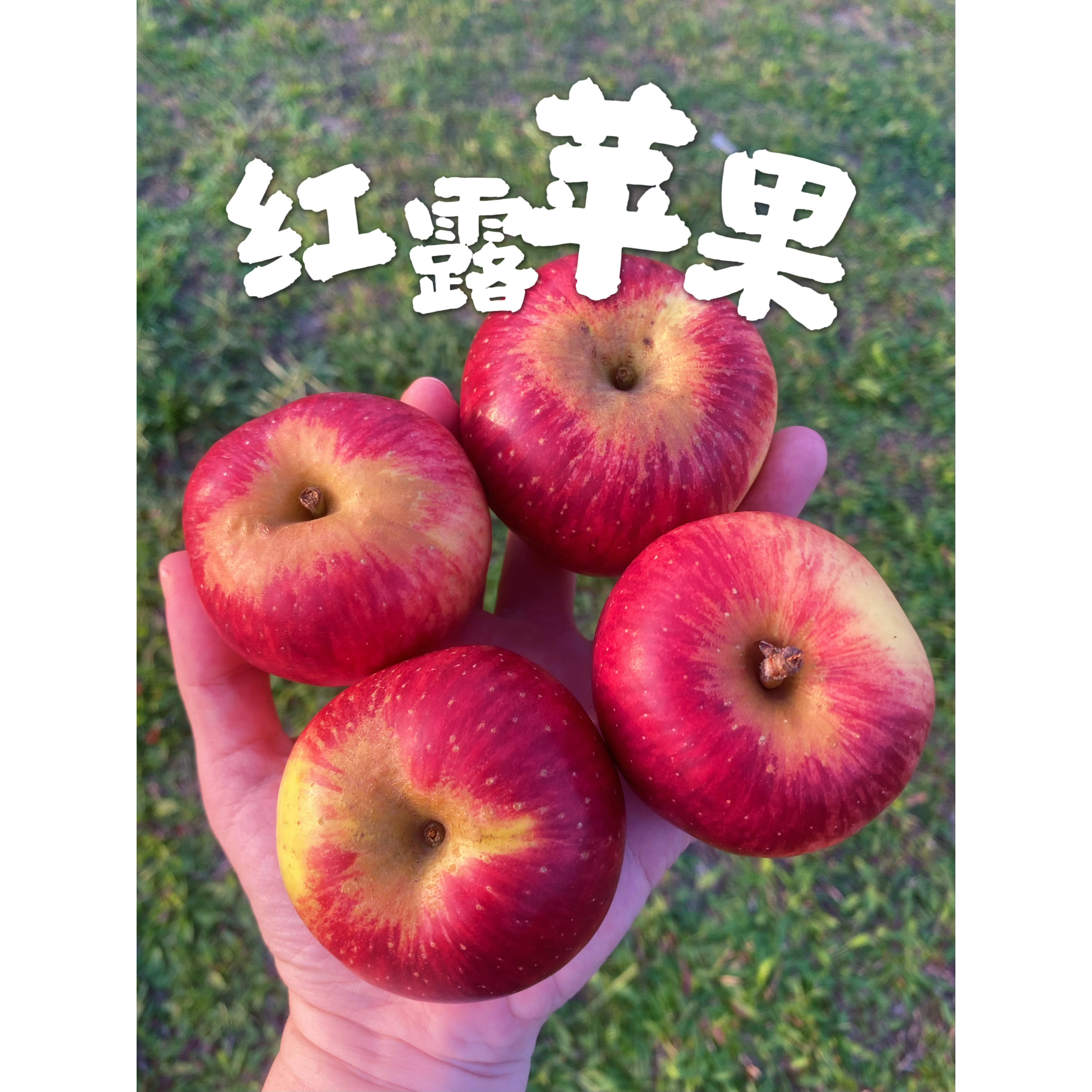 云南昭通红露苹果纯甜野生丑苹果苹果