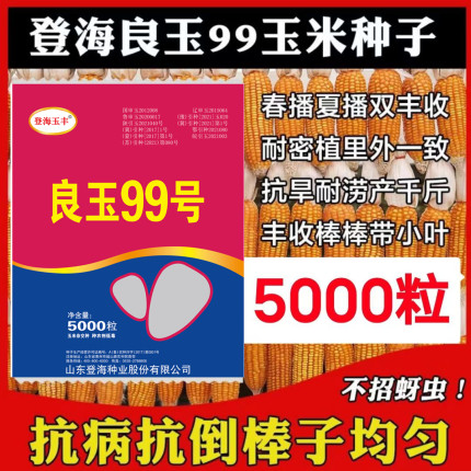 良玉99玉米种子高产正品矮杆提纯五代大棒抗倒伏抗旱农科院