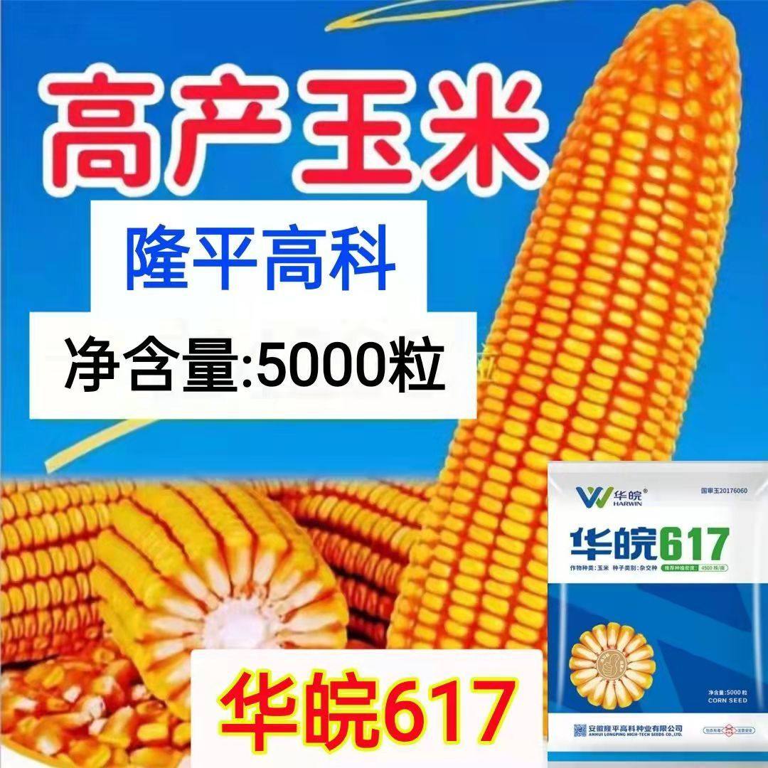 华皖617国审玉米种子大全红轴种子高产抗旱抗病矮杆大棒苞谷