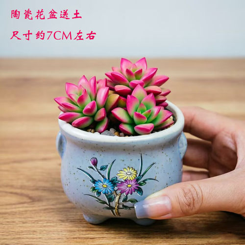 多肉植物卡日松吹雪之松锦肉肉花卉美观阳花卉盆栽