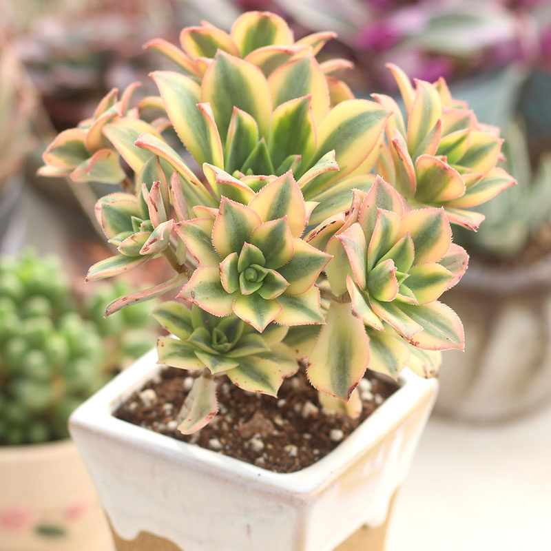 星爆多头手捧花小叶盆栽灿烂法师多头老桩大型多肉植物法师老桩