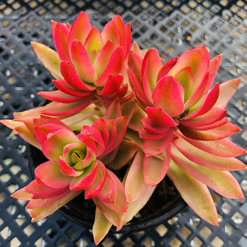 火祭锦多肉老桩红色肉肉组合