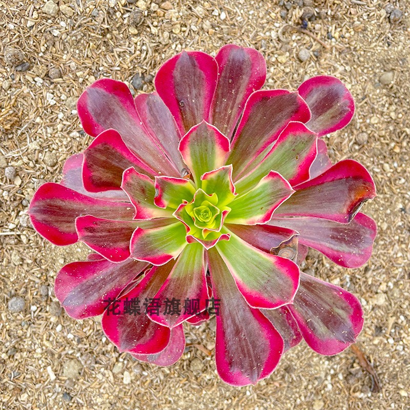 女神拉丝锦法师变异多肉植物