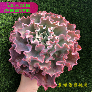 高砂之翁多肉高沙女王花笠舞会红裙包菜多肉植物组合盆栽山东直发