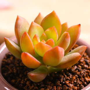 黄丽多肉植物新手养组合盆栽肉肉植物室内植物盆栽绿植花卉高颜值