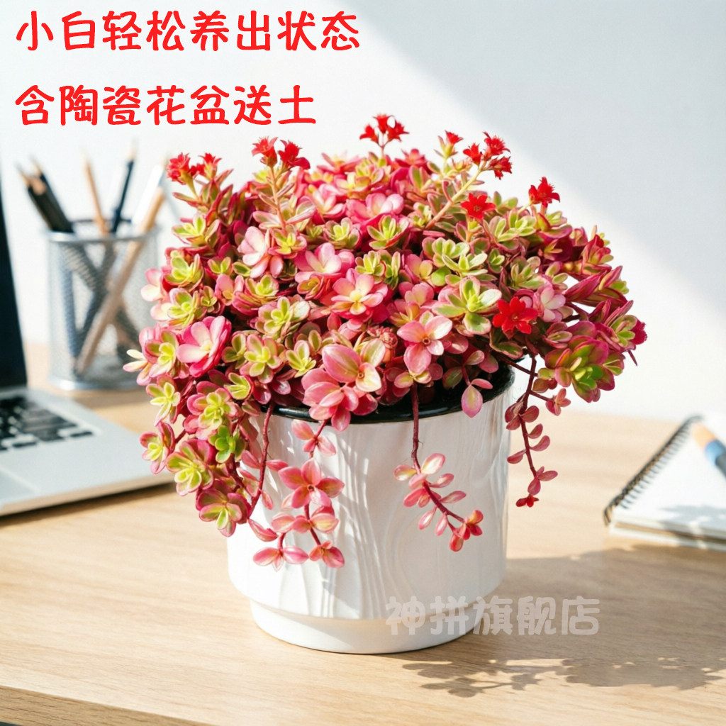 太阳花锦 垂吊超大多肉植物组合盆栽群生多头肉肉绿植花卉胭脂云