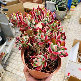锦晃星 红兔耳 露养多年群生木质化多肉植物