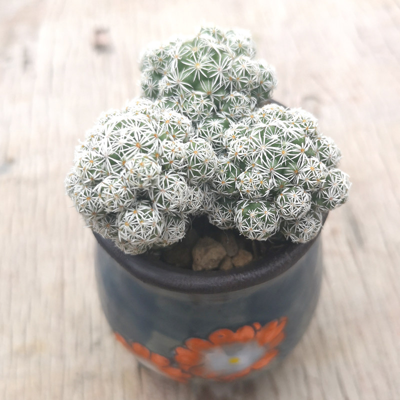 银手指仙人掌多肉植物组合盆栽仙人球像白鸟大颗好养云南肉肉精品