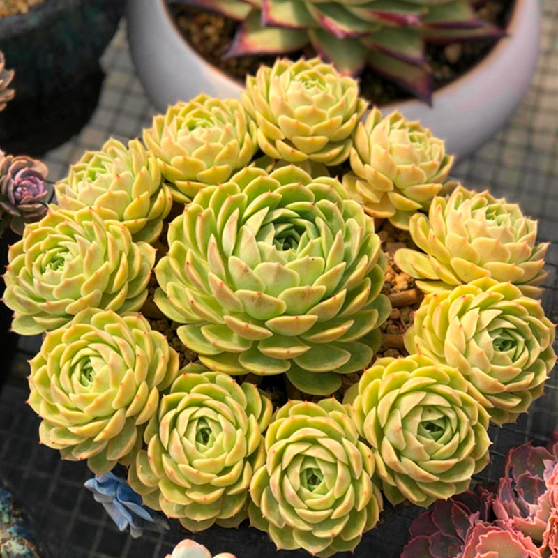 昂斯洛多肉植物直播间易群生石莲花属喜光照多肉植物水培
