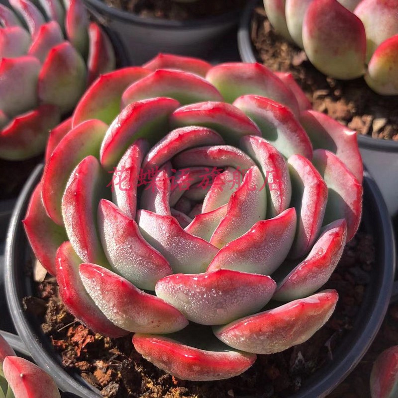 莎莎女王果冻色超大群果冻色群生多肉多肉植物花卉办公室 鲜花速递/花卉仿真/绿植园艺 多肉植物 原图主图