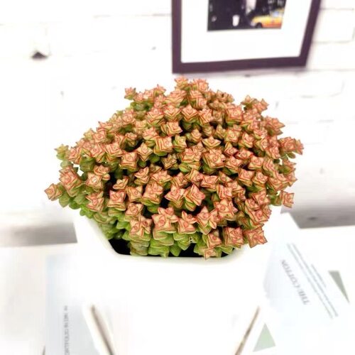 小米星多肉植物小米星群生老桩多肉植物蜡笔多肉植物