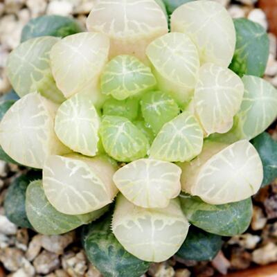 玉露 多肉植物组合十二卷花卉盆栽琥珀玉露黄金白帝城室内盆栽