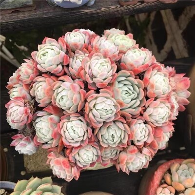 【带香味】香水贝瑞带香味多肉植物（基地直发】